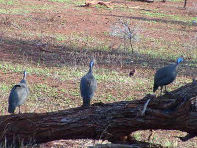 20090809080140 - Helmeted Guineafowl at Kruger National Park