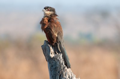 20090811003537 - Burchell’s Coucal, Kruger National Park