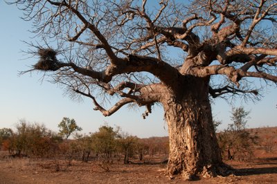 20090812004447 - Scary Tree Near Letaba River