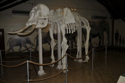 20090812105739 - Elephant Skeleton at Letaba Museum