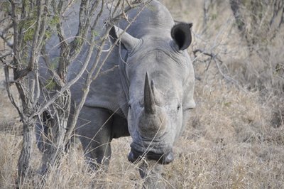 White Rhinoceros Browsing in Bushveld
