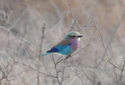 20090814011723 - Lilac-Breasted Roller on Branch (crop)