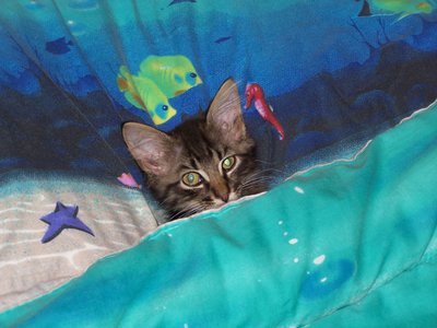 Tony Under Covers