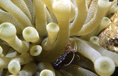 Bonaire 94 Anemone And Tiny Shrimp