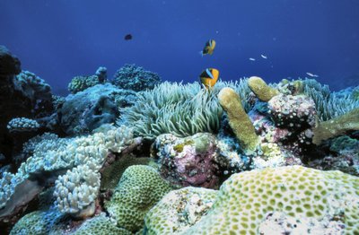 Palau   Clown Fish And Reef