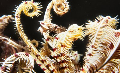 Palau   Underwater Fiddleheads