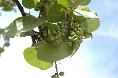 Tree Fruit