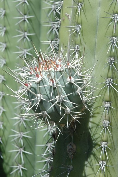 Aroused Cactus