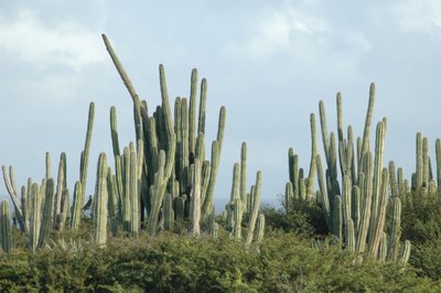 More Cactus